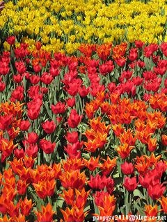 tulip02-c.jpg