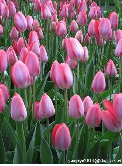 tulip04-c.jpg